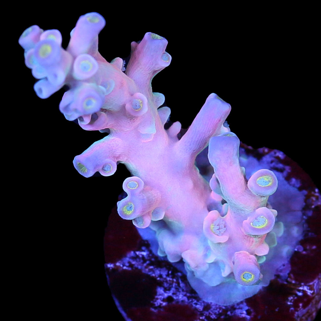 Lg Vivid Insanity Acropora Coral
