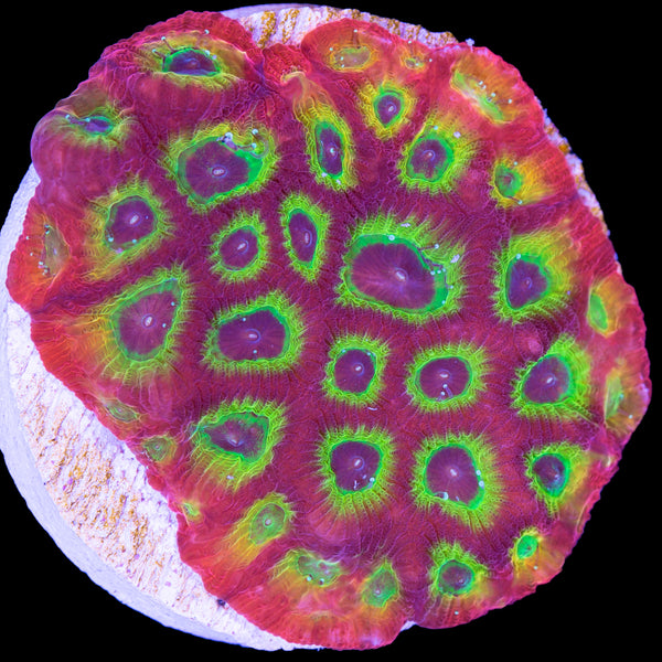 JF Sector 001 Favia Coral | Buy Live Coral for Sale - Vivid Aquariums