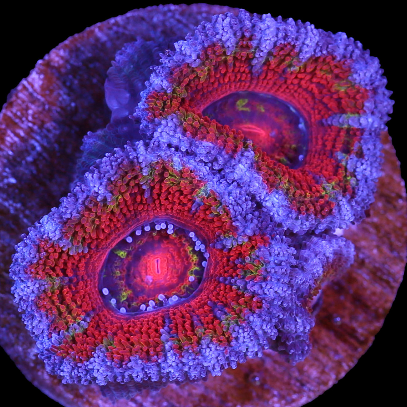 Ultra Rainbow Acan Coral