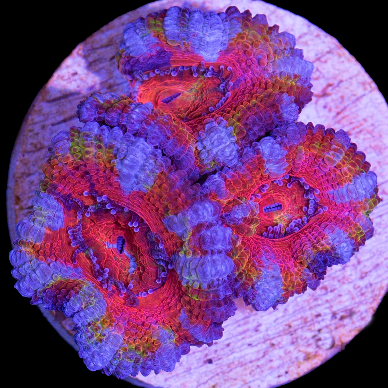 Rainbow Acan Coral