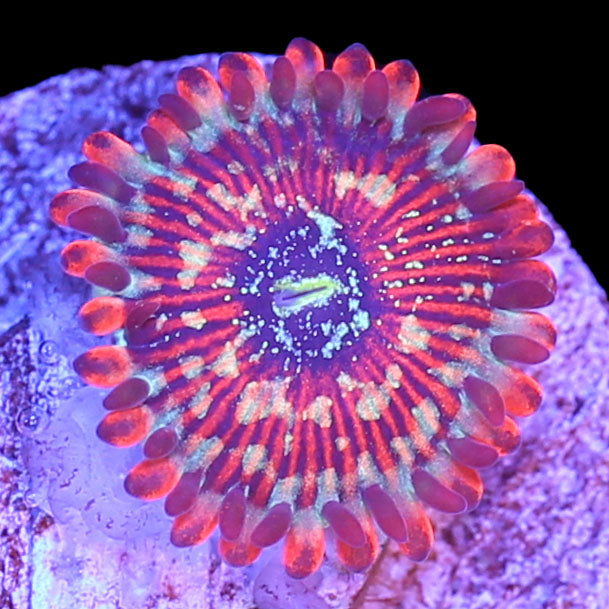 Vivid's Salted Agave Zoanthid