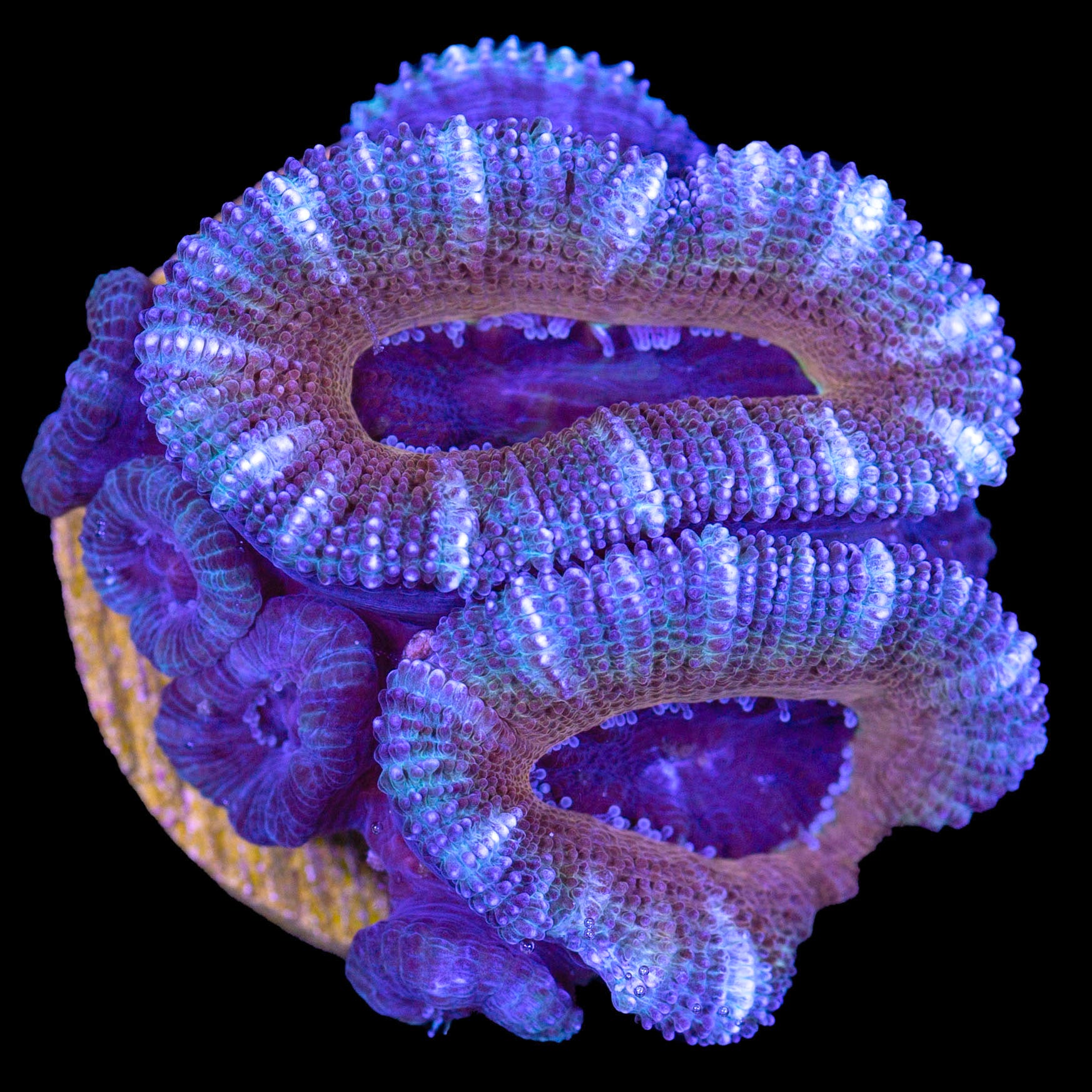 Copperhead Acan Coral