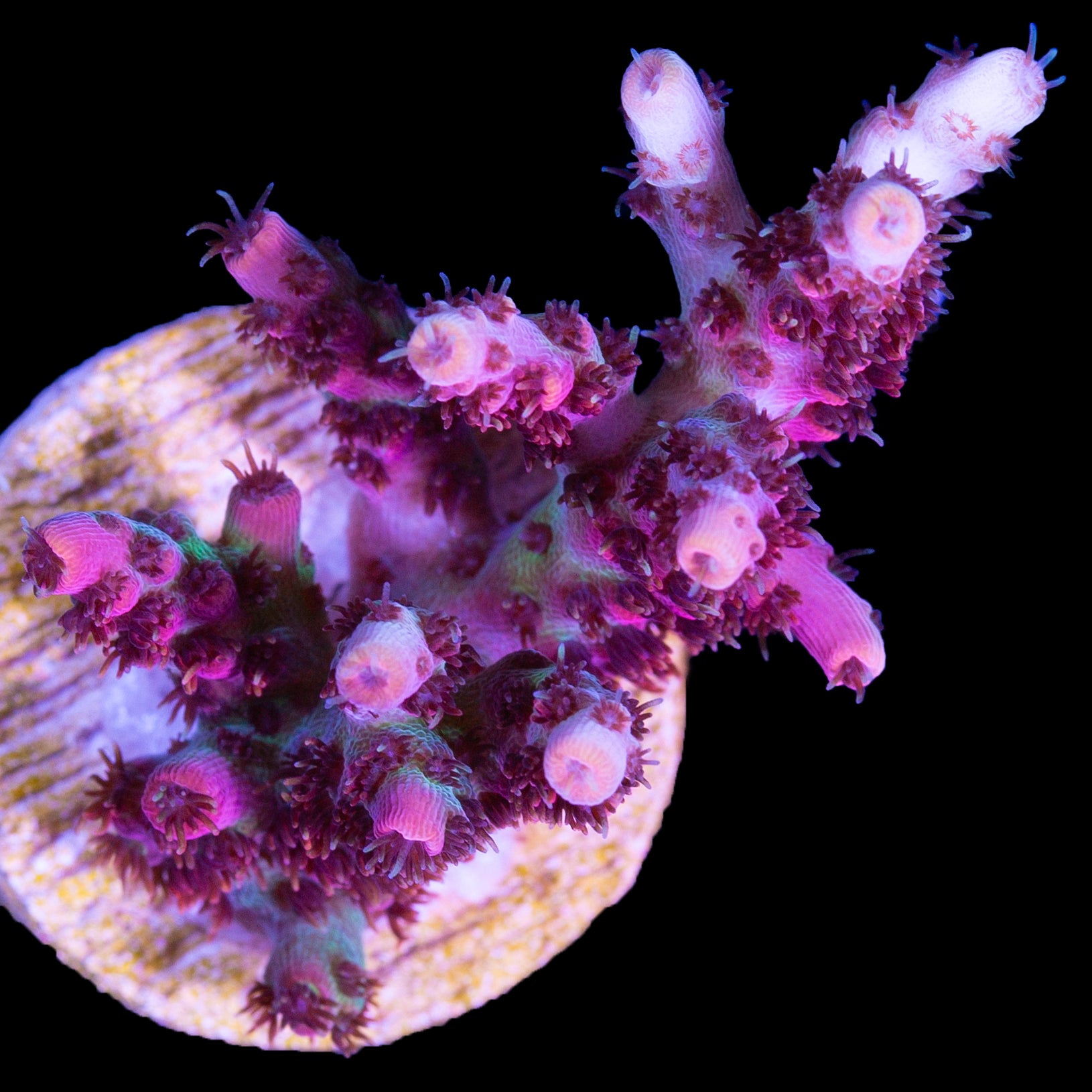 Red Planet Acropora Coral - Lg Frag