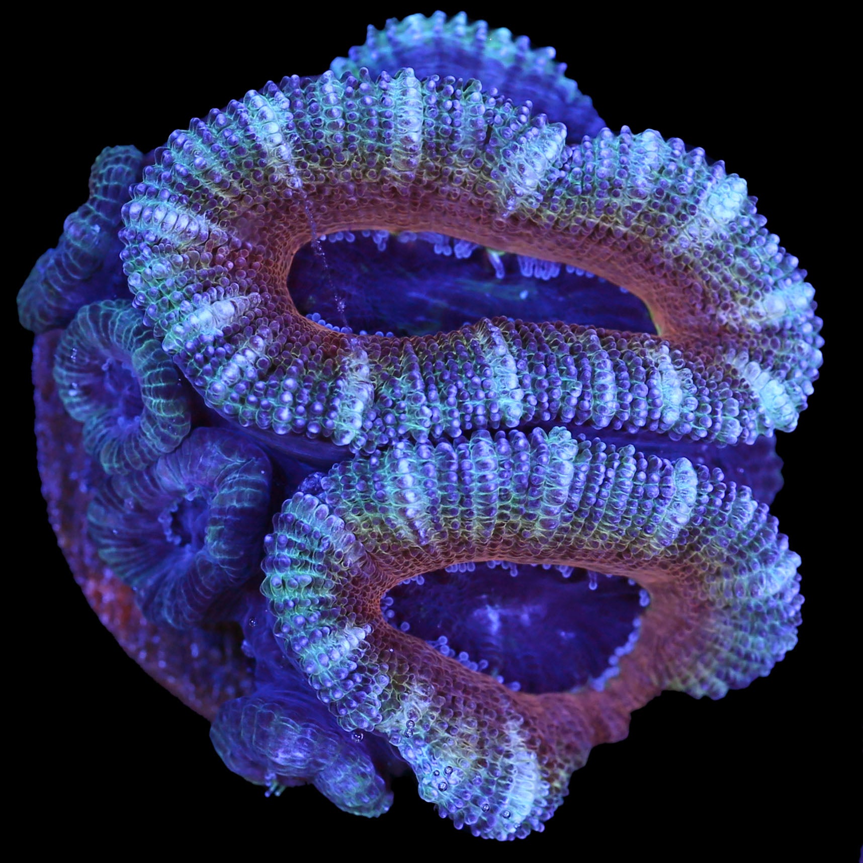 Copperhead Acan Coral