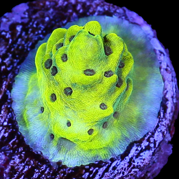 Vivid's Limelight Acropora Coral
