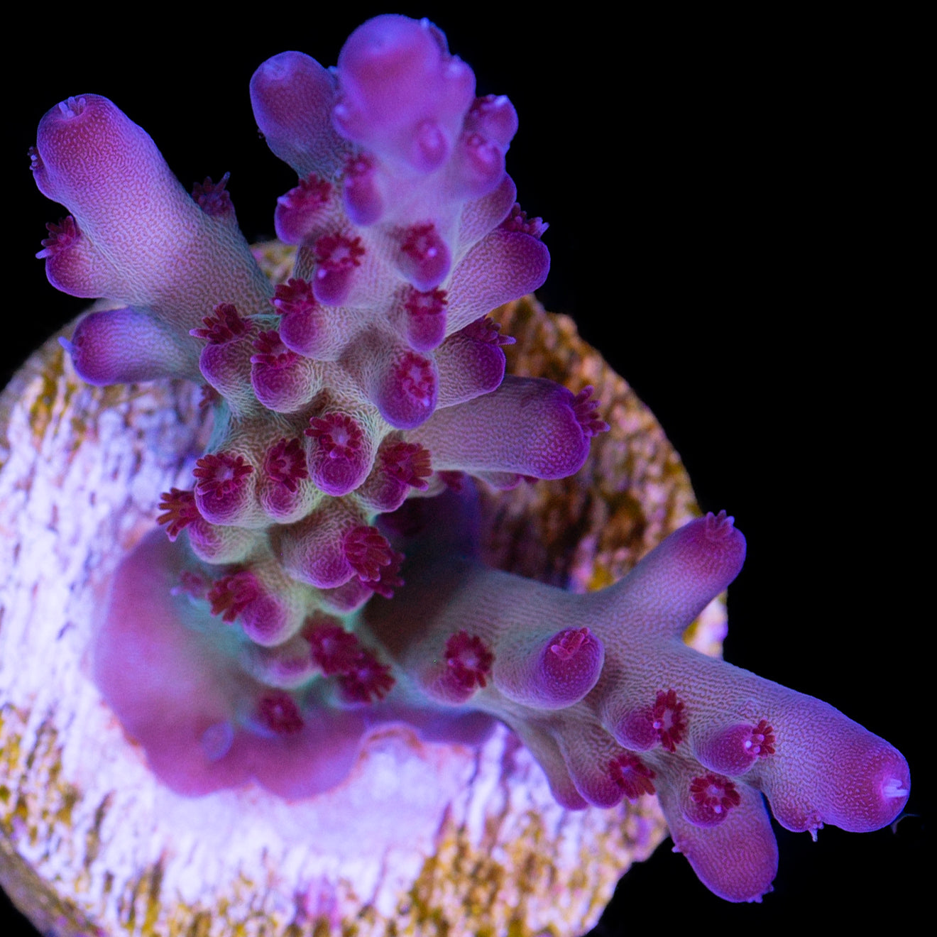 RRC OG Avenger Acropora - Lg Frag