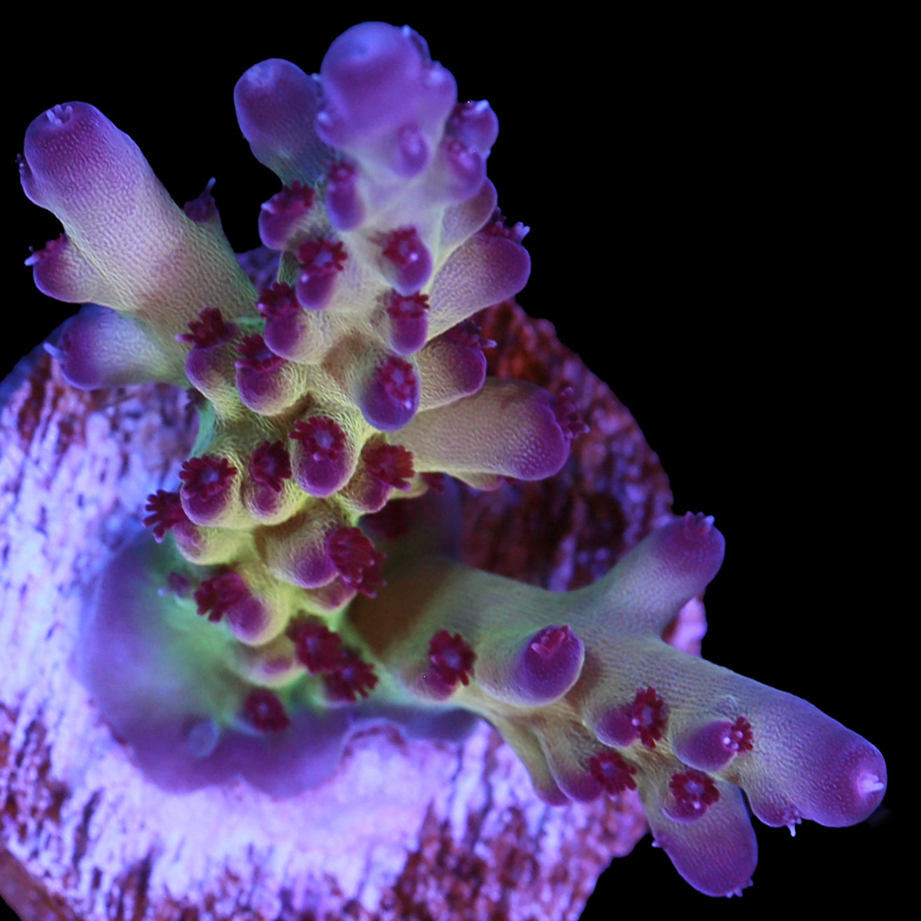 RRC OG Avenger Acropora Coral