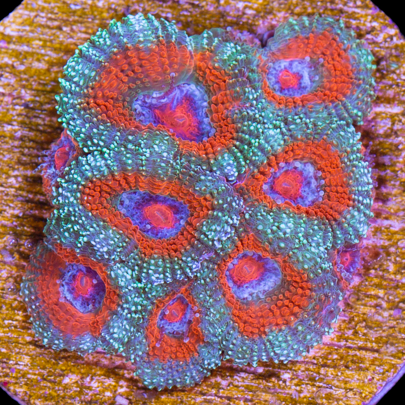 Ring of Fire Micromussa Coral