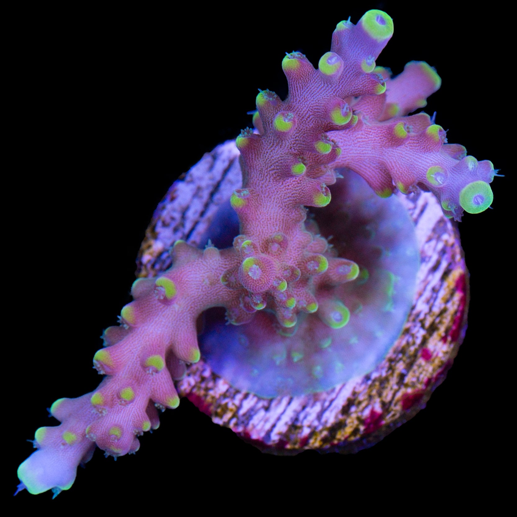 Vivid's Bali Shortcake Acropora Coral