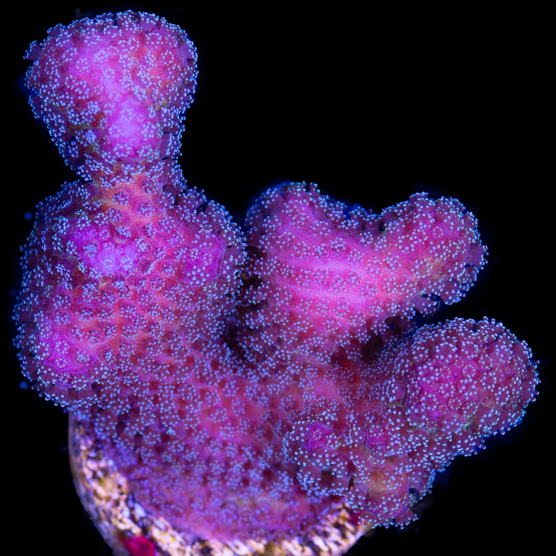 Blue Polyp Pink Stylophora Coral