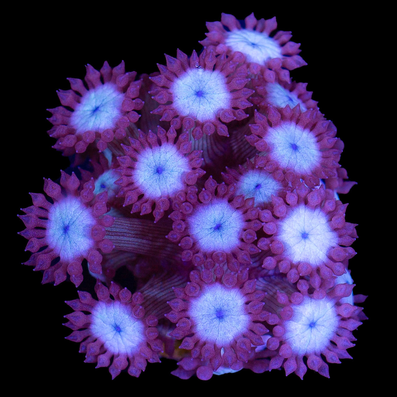 Ultra Goniopora Coral - New Release