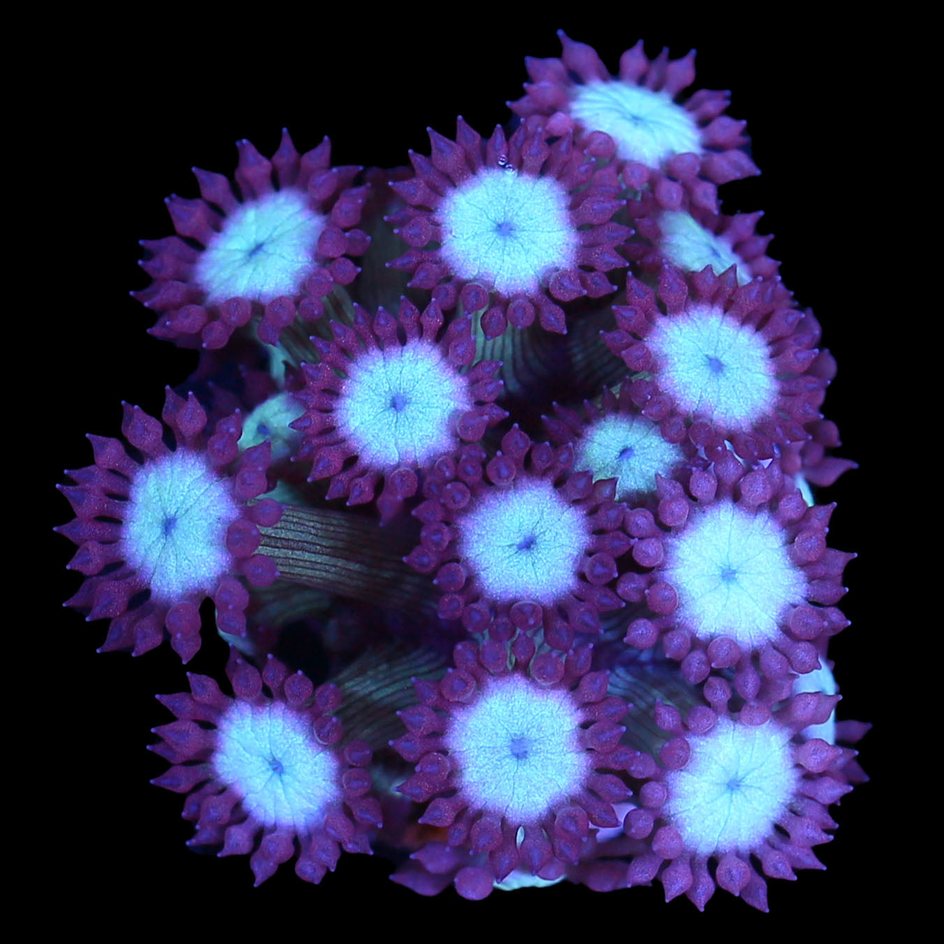 Ultra Goniopora Coral - New Release