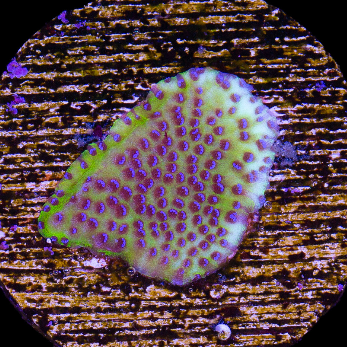 Vivid's Hologram Montipora Coral
