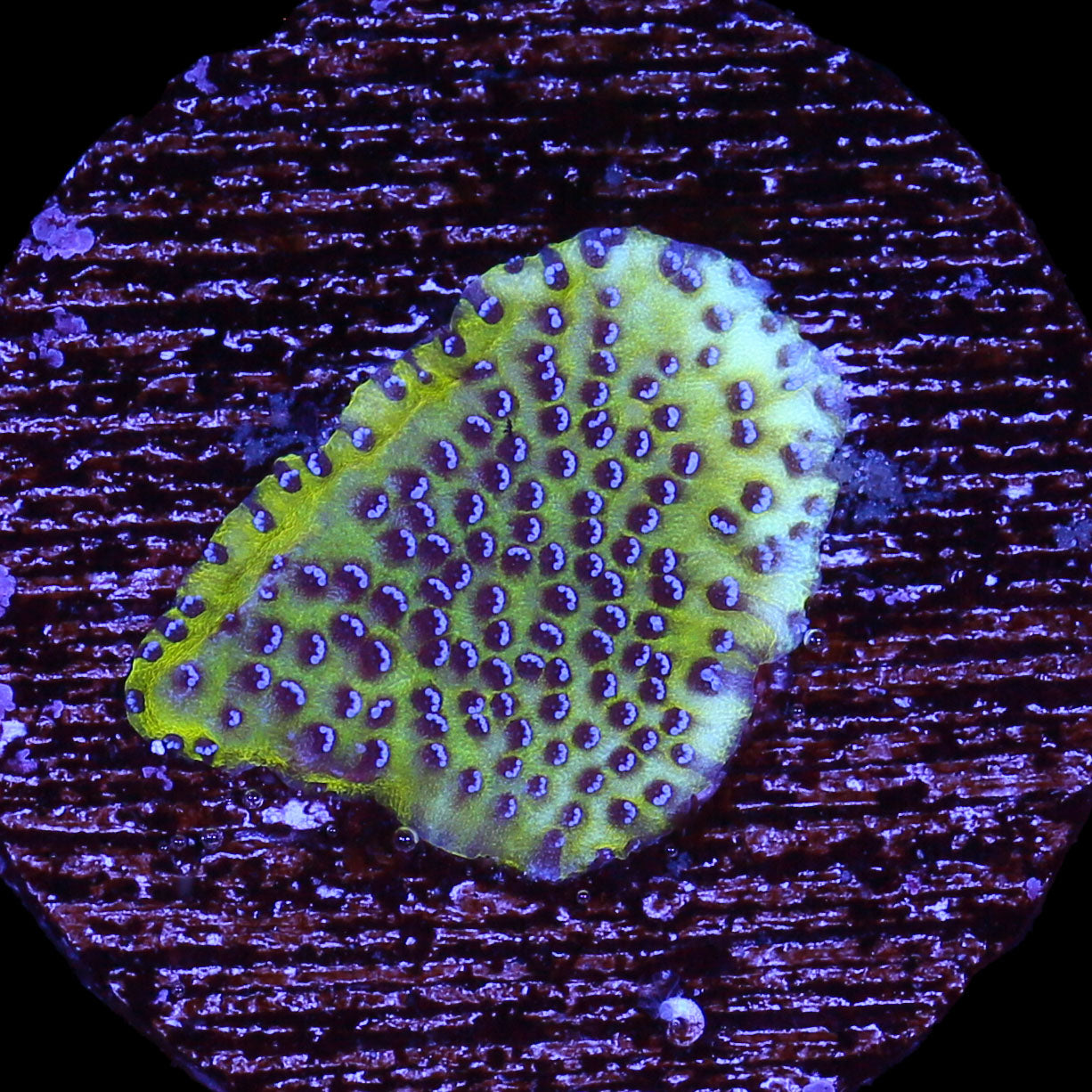 Vivid's Hologram Montipora Coral