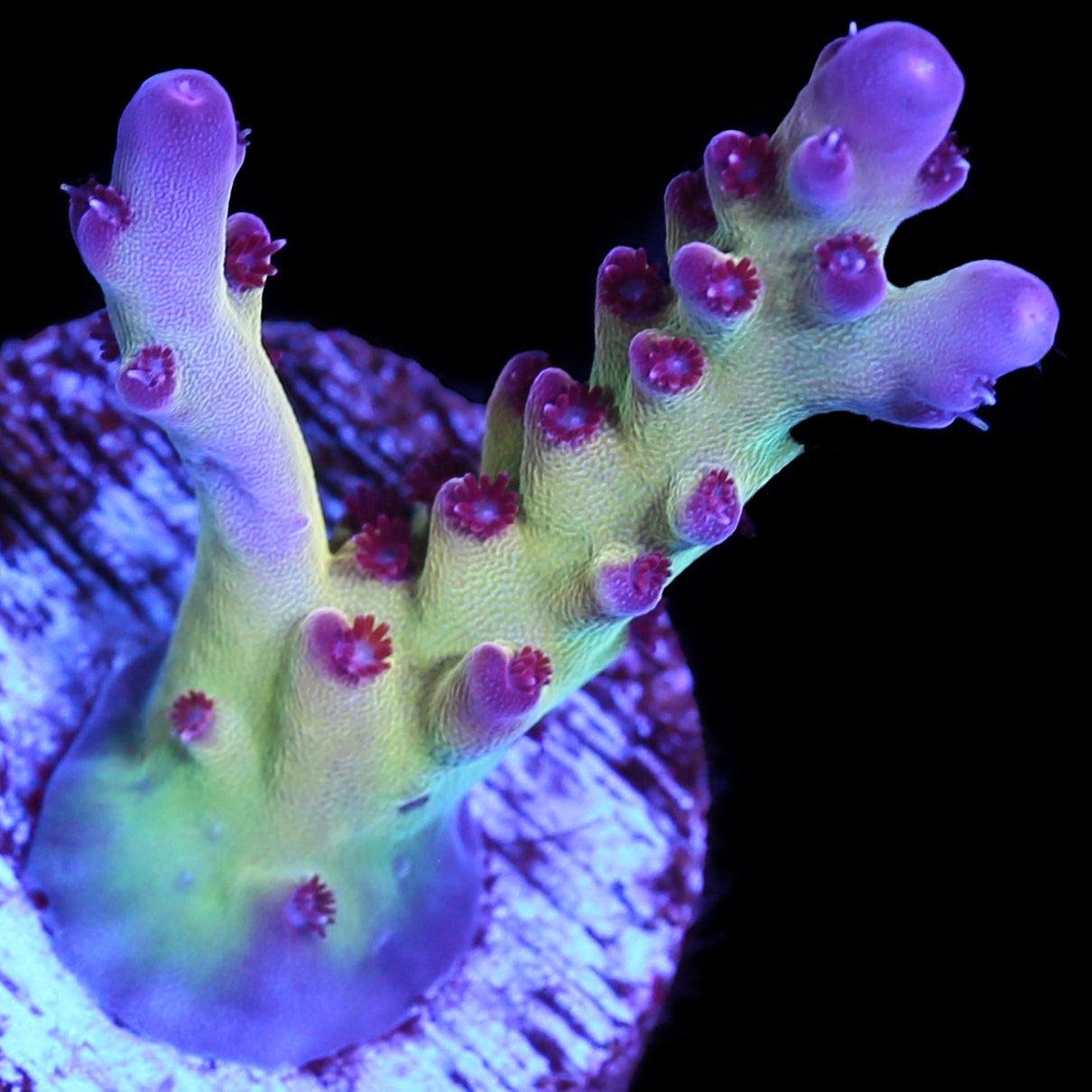 RRC OG Avenger Acropora Coral