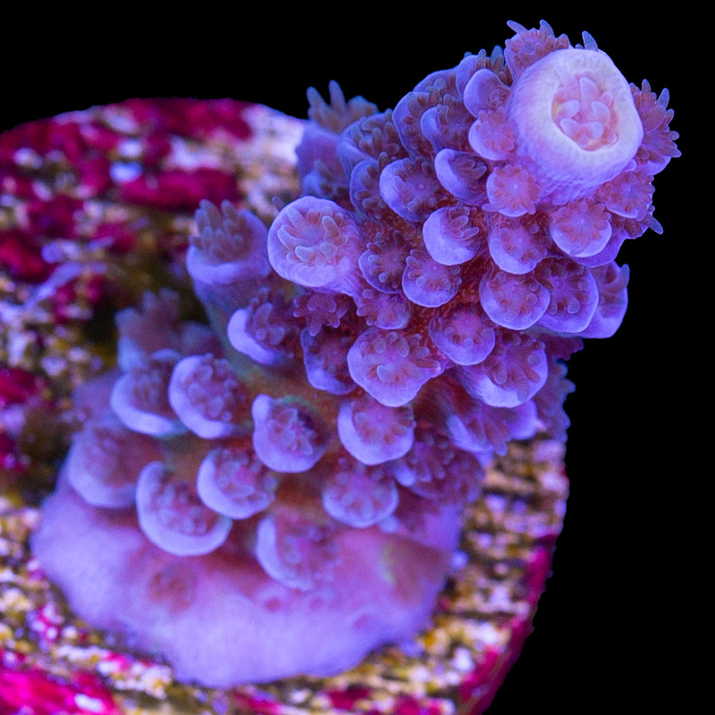 Bluberry Tenuis Acropora Coral