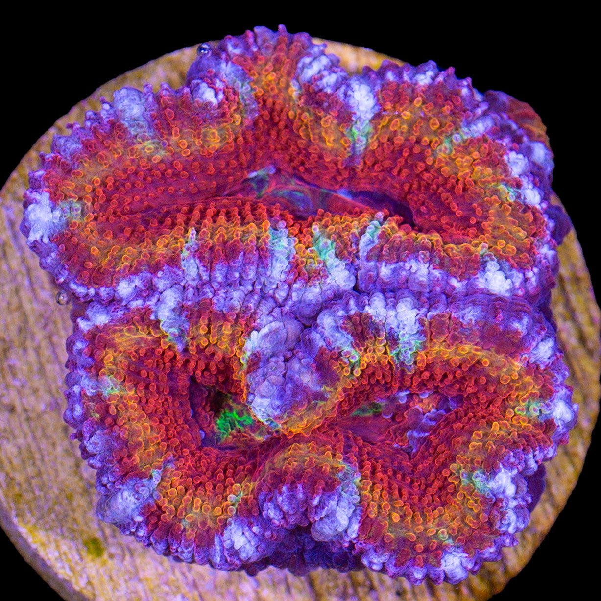 Ultra Rainbow Acan Coral