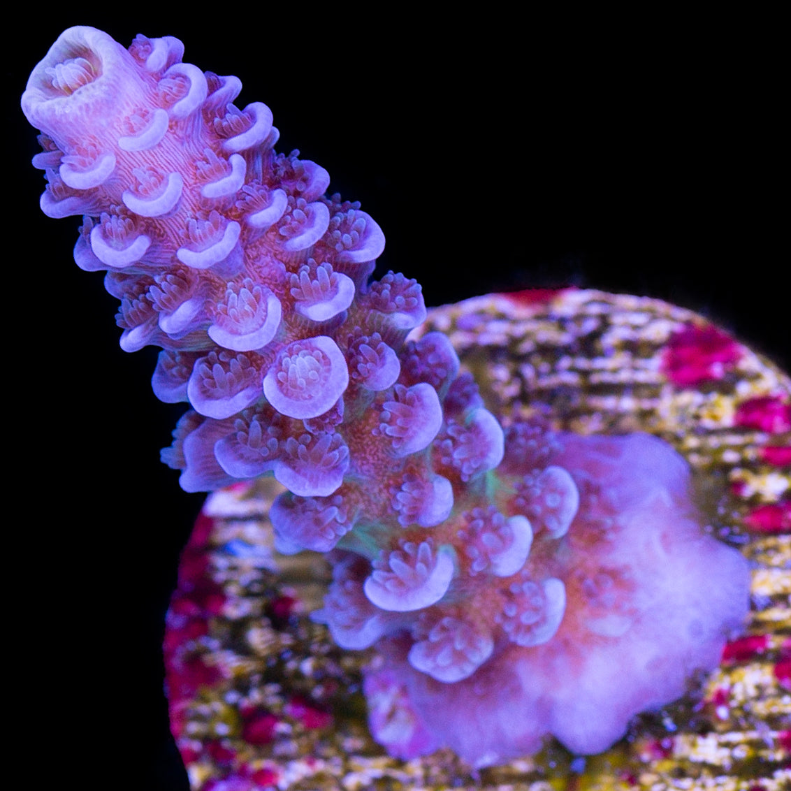 Bluberry Tenuis Acropora Coral