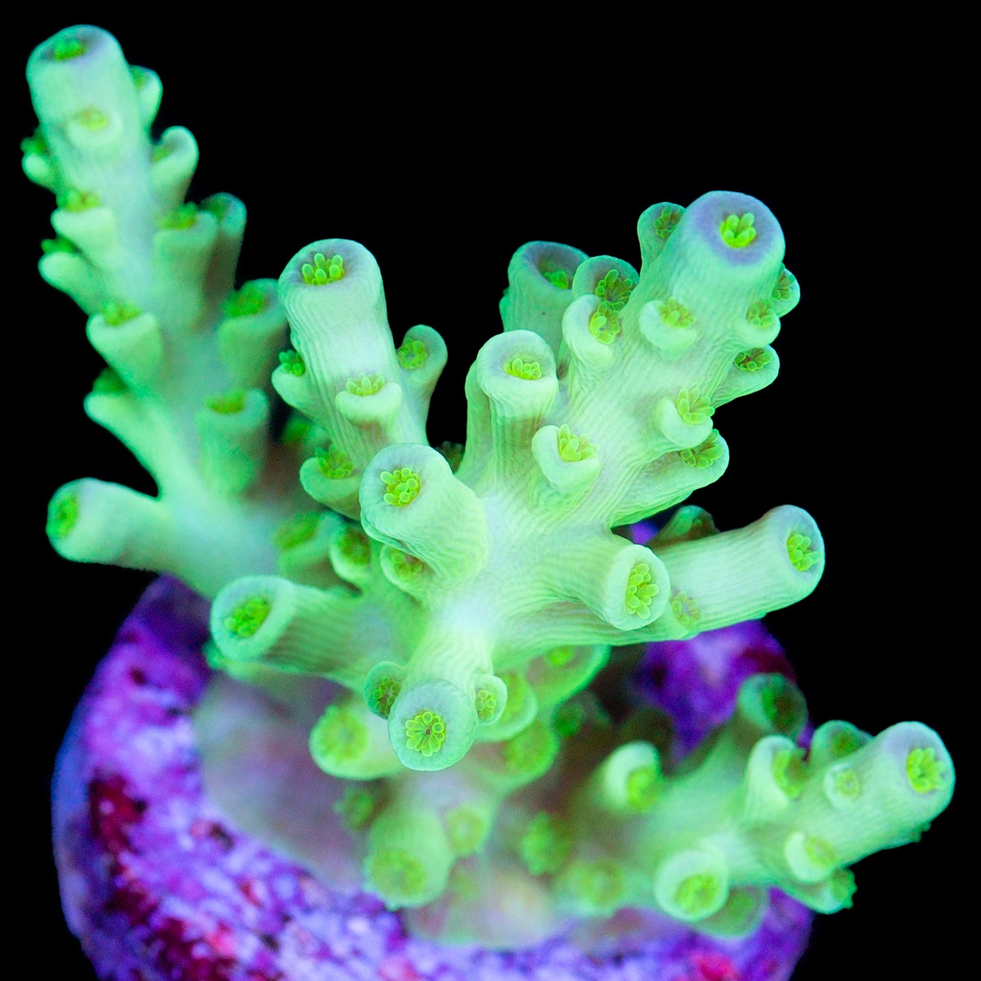 Limelight Tenuis Acropora Coral