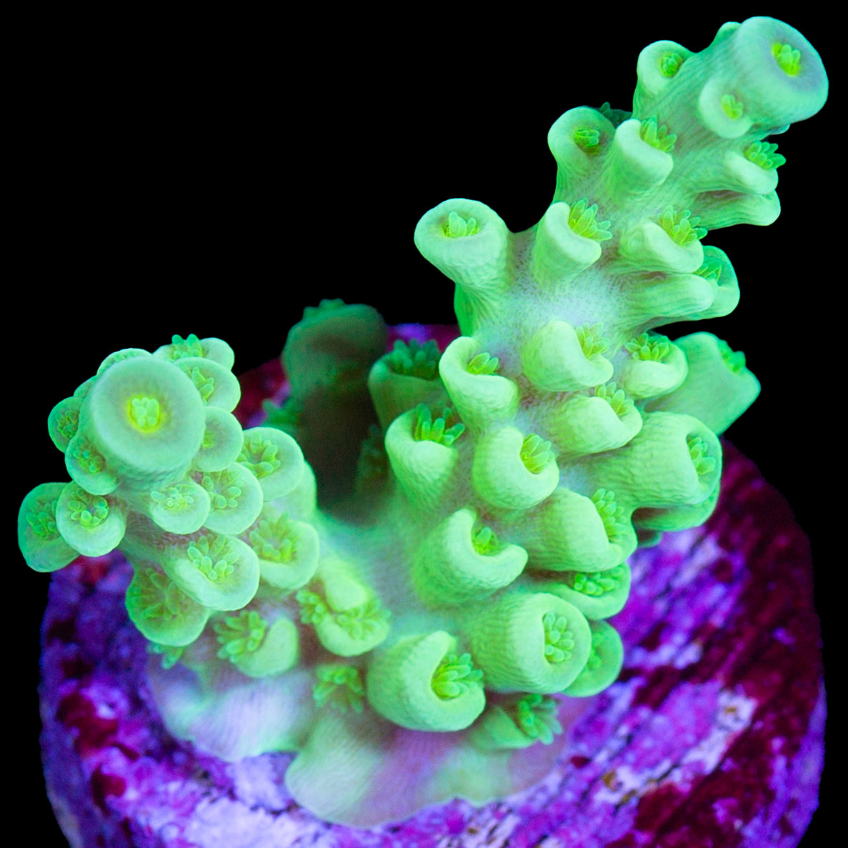 Limelight Tenuis Acropora Coral