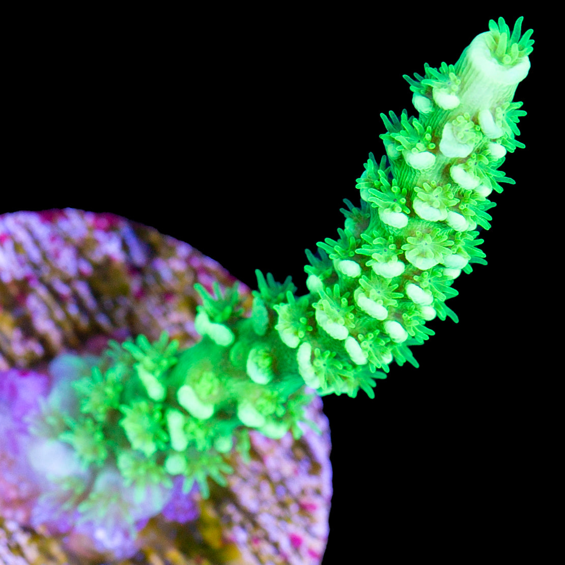 Vivid's Green Lantern Tenuis Acropora Coral