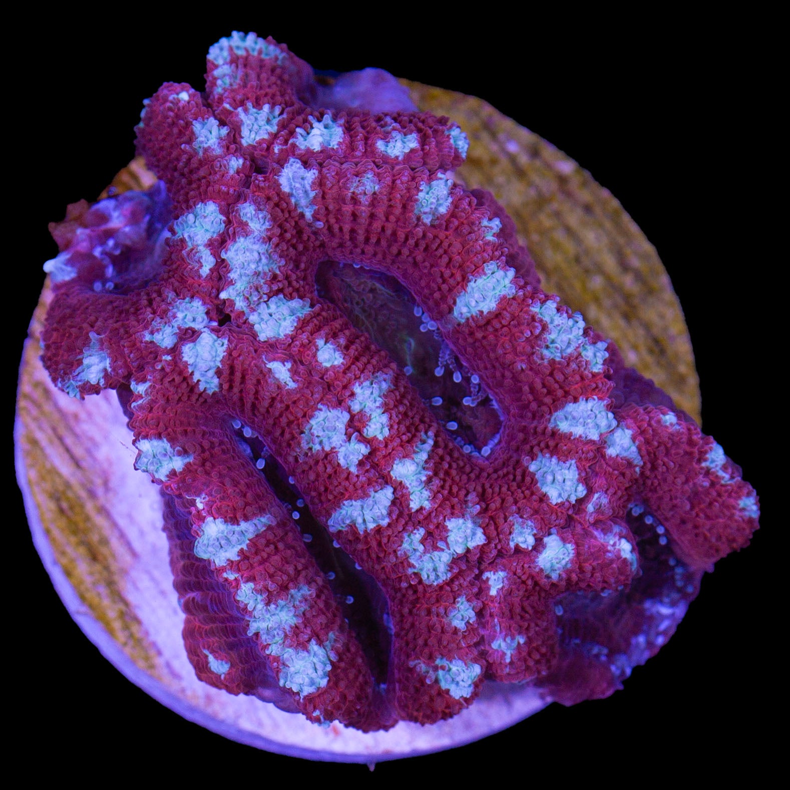 Cotton Candy Acan Coral