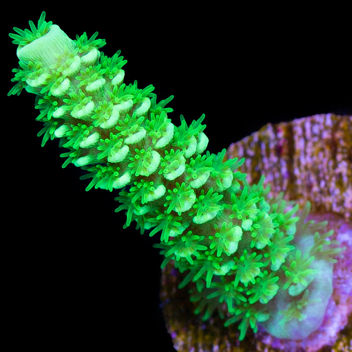 Vivid's Green Lantern Tenuis Acropora Coral