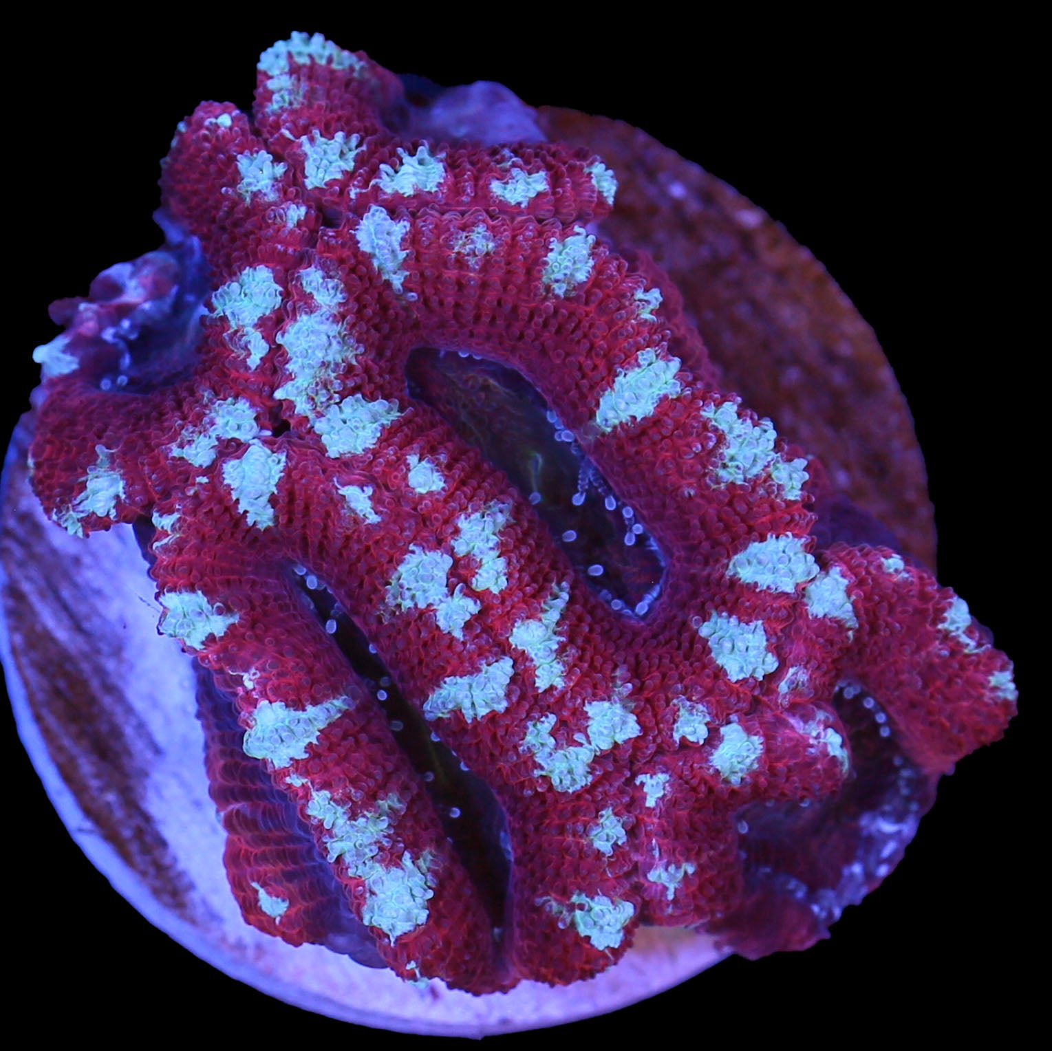 Cotton Candy Acan Coral
