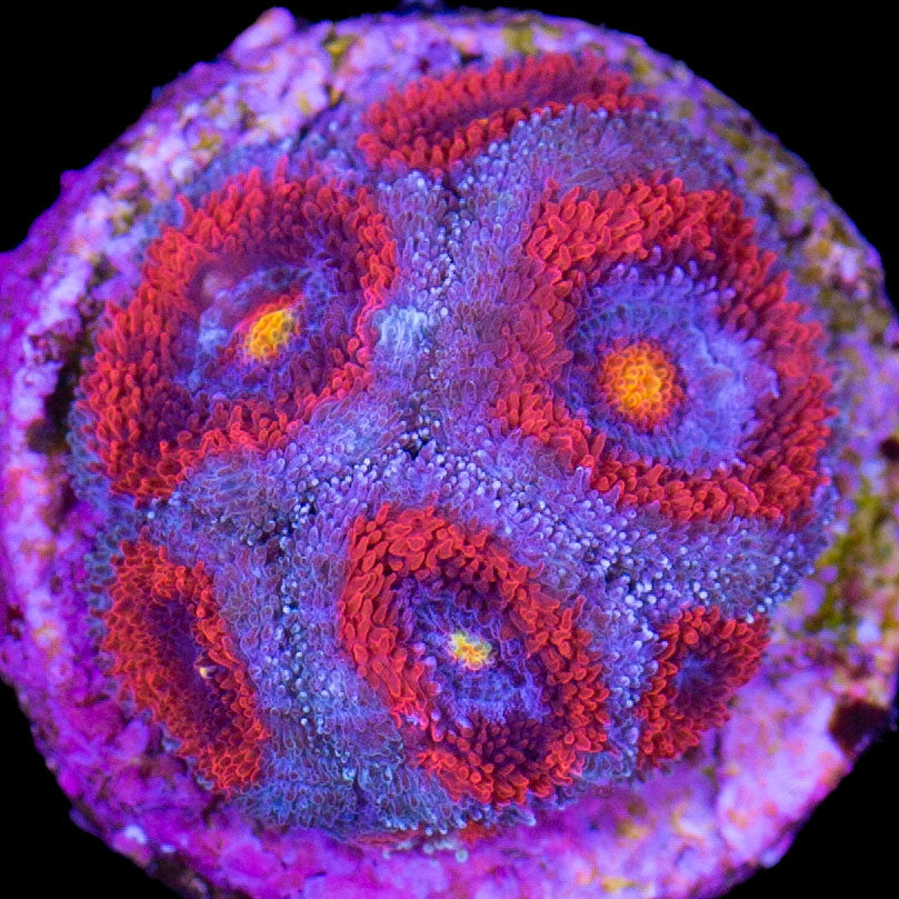 Inferno Micromussa Coral