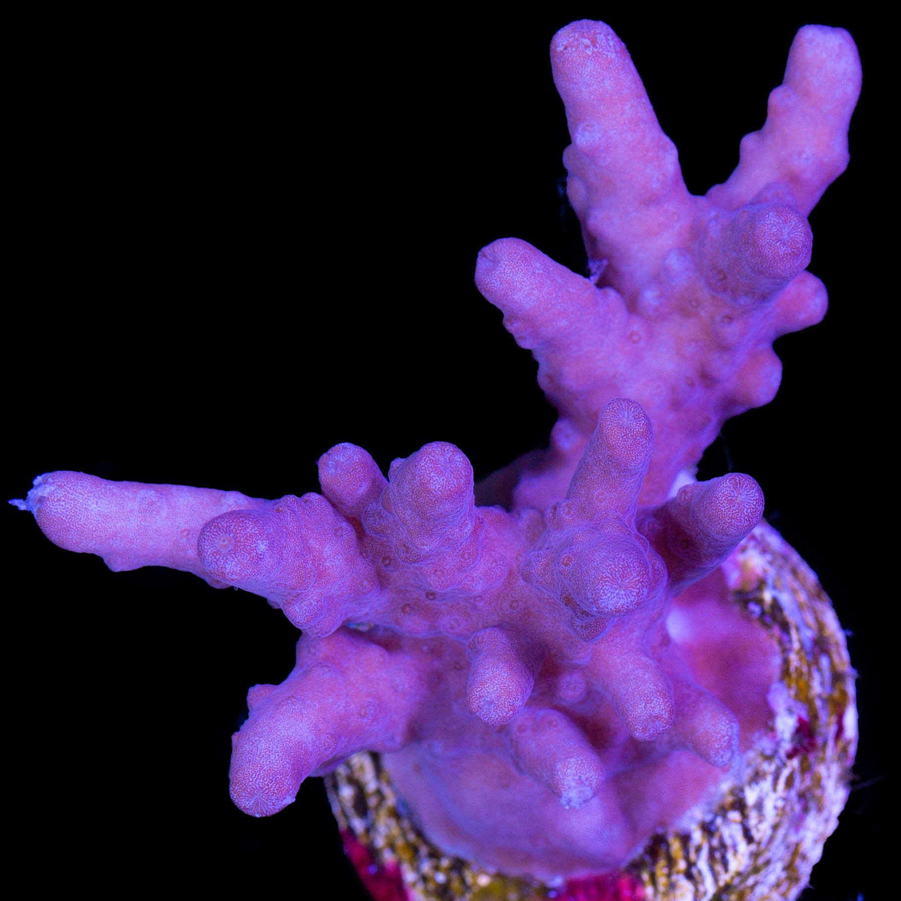 Solomon Islands Purple Monster Acropora Coral (imported 2024) - Lg Frag