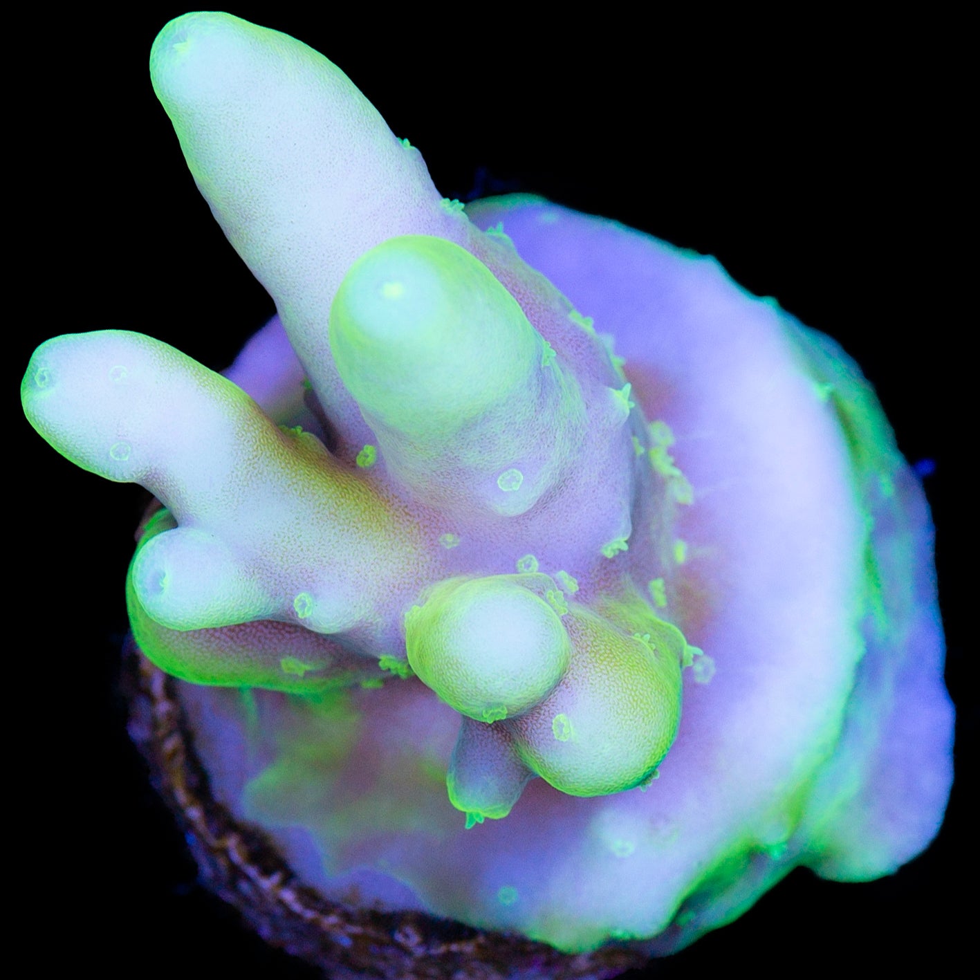 Glowstick Acropora Caroliniana Coral