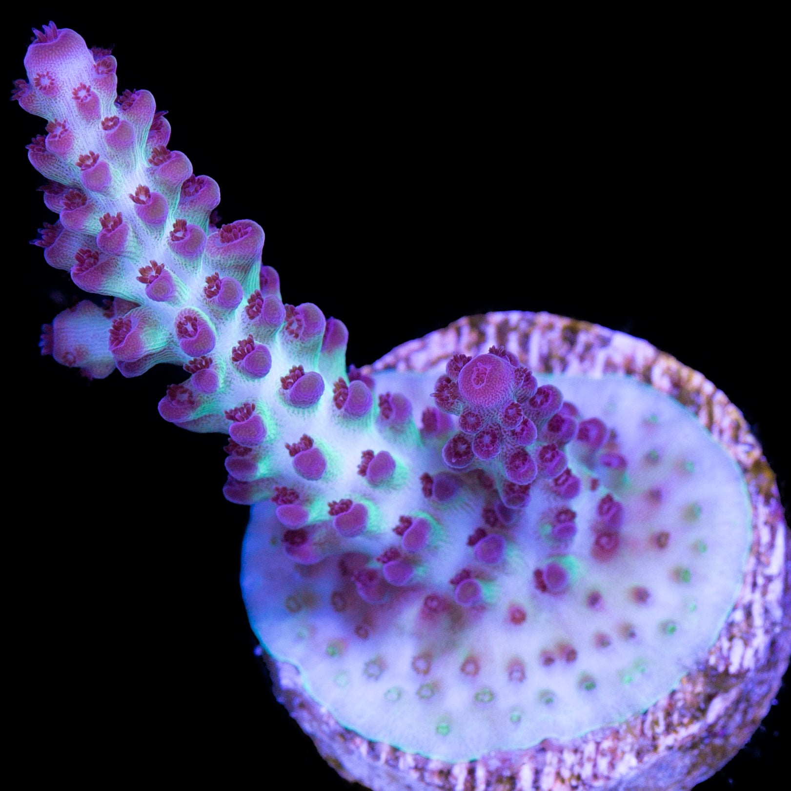 Vivid's Aegean Acropora Coral