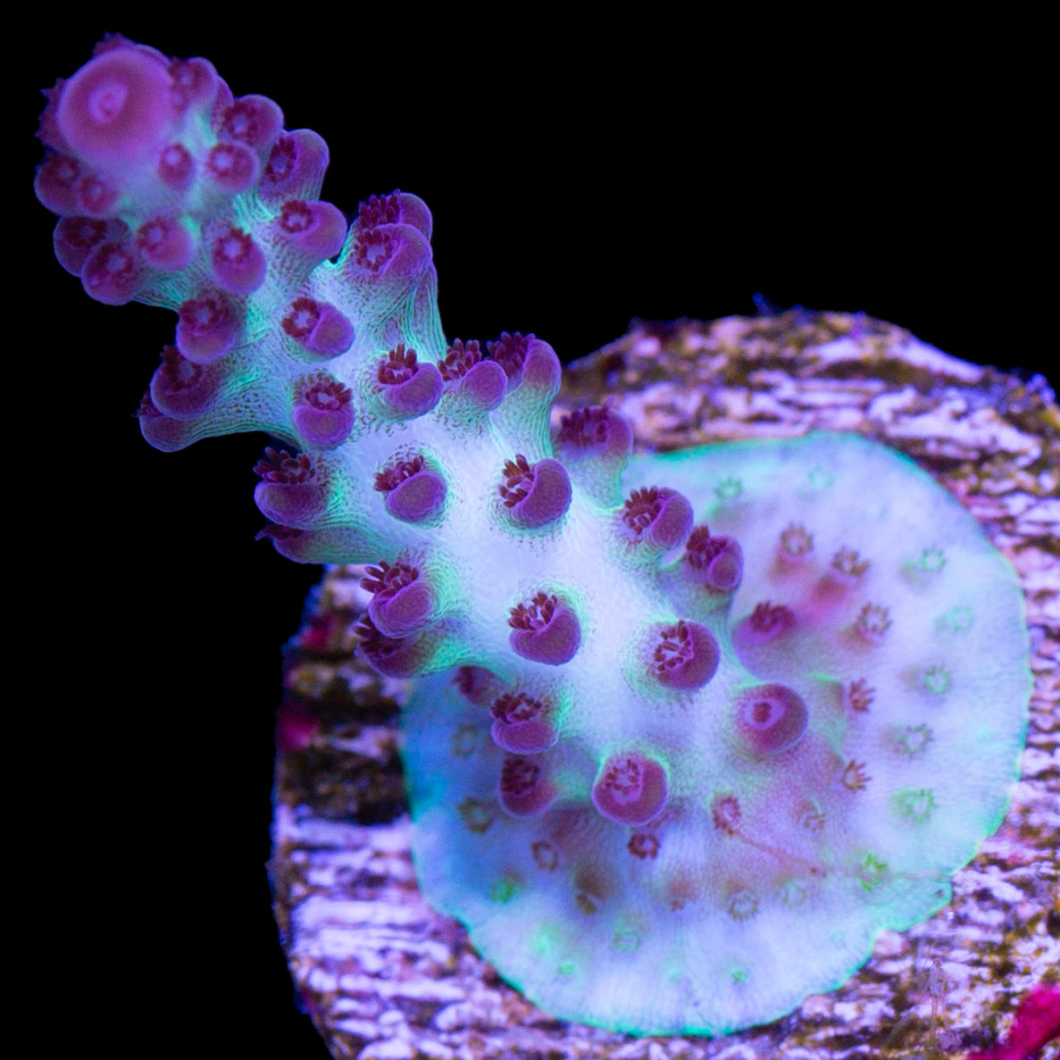 Vivid's Aegean Acropora Coral