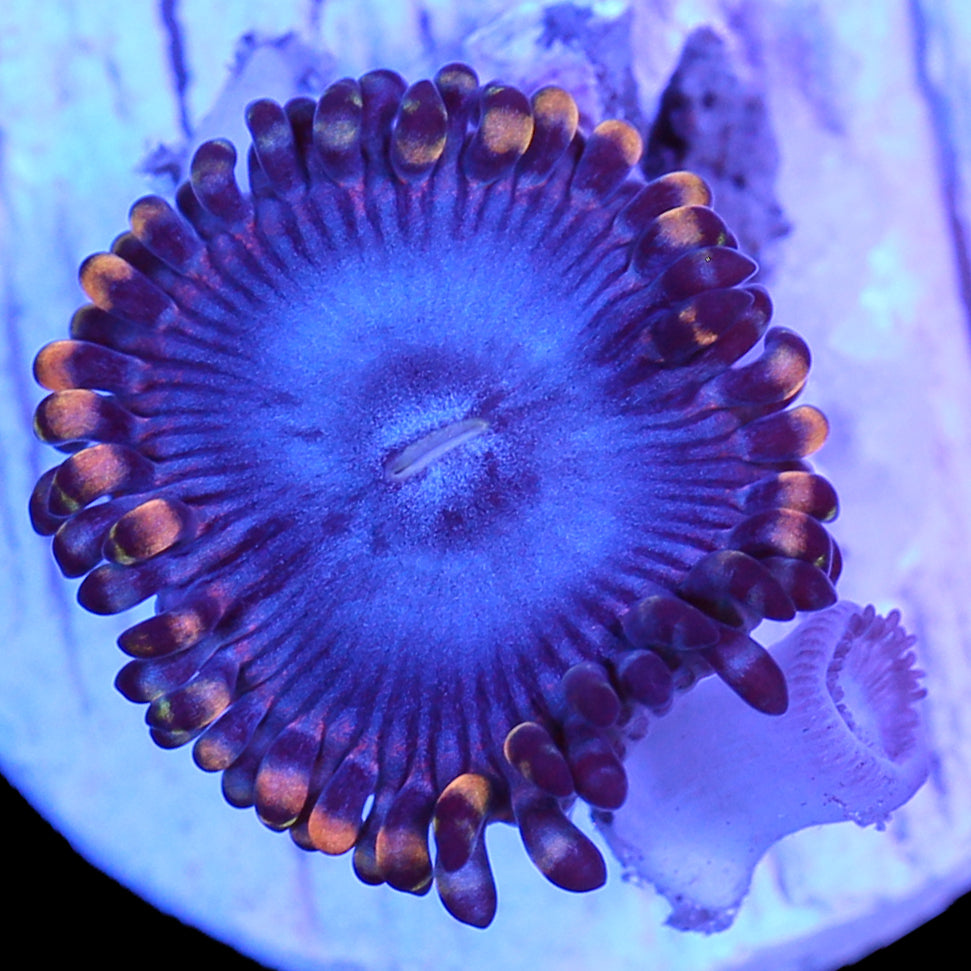 Vivid's Homelander Zoanthids