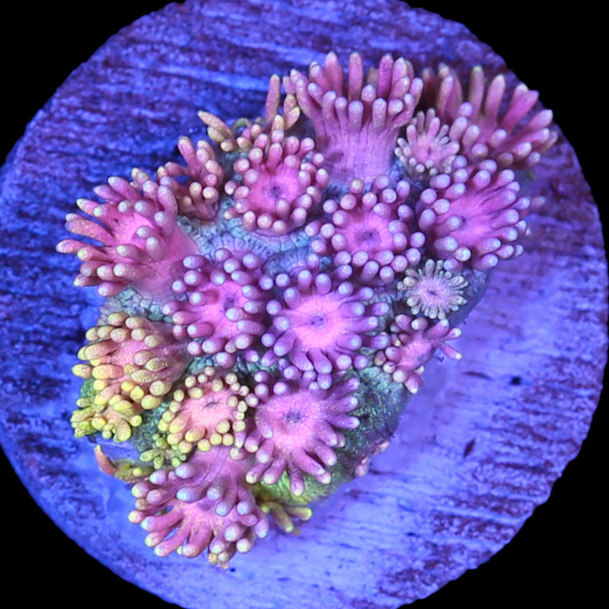 Vivid's Yellow Rose Goniopora Coral