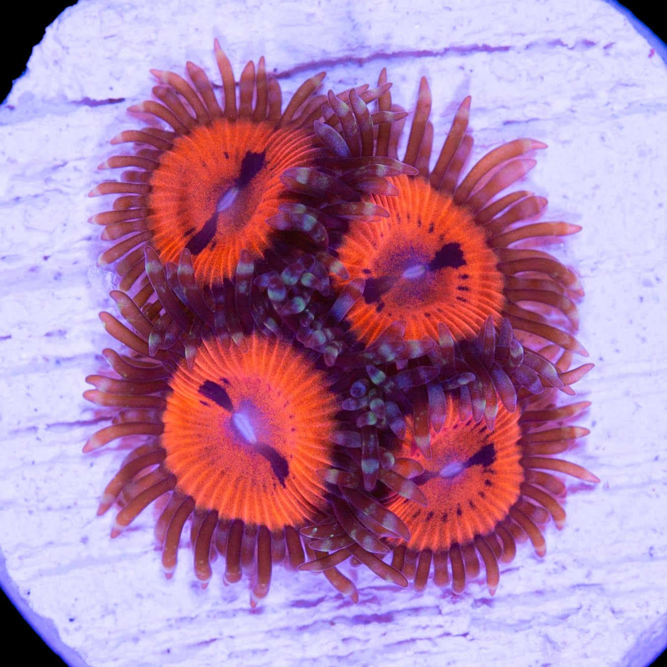 Vivid's Agent Orange Zoanthids