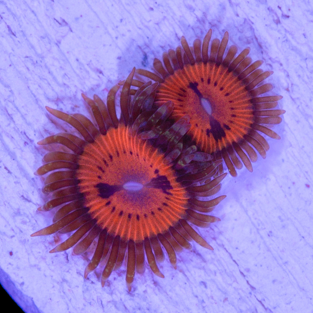 Vivid's Agent Orange Zoanthids