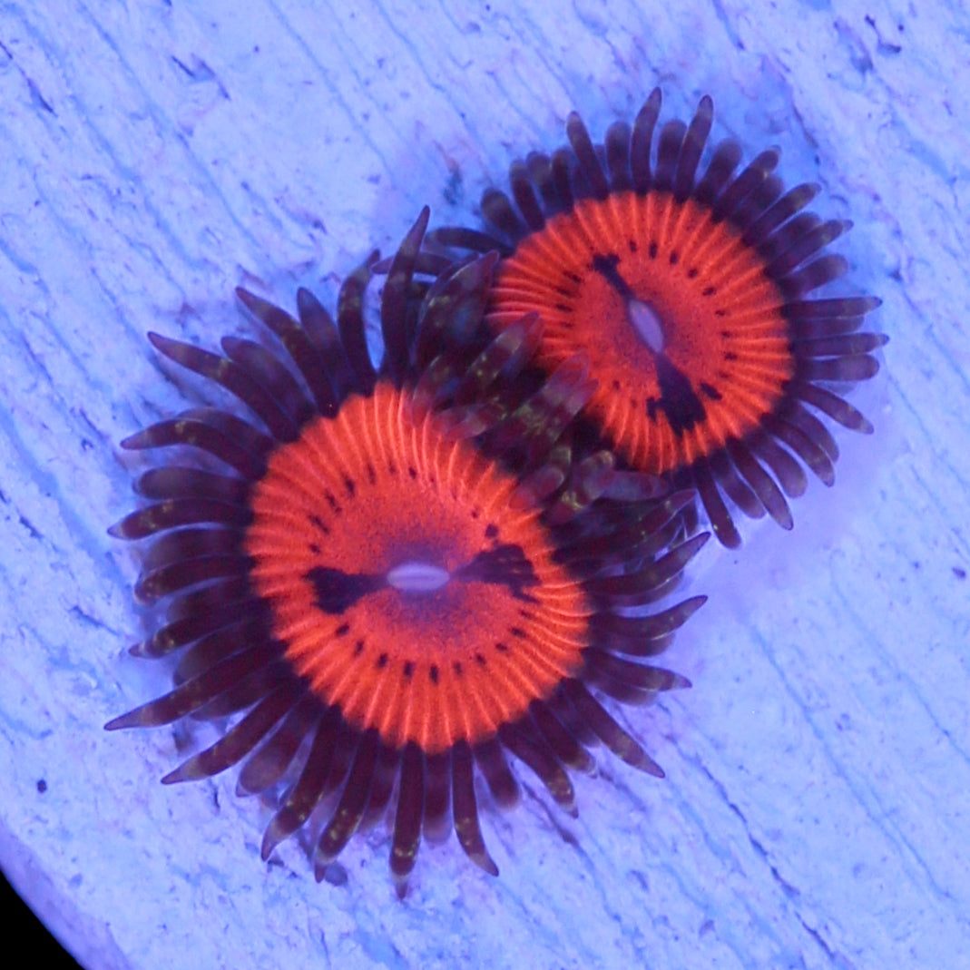 Vivid's Agent Orange Zoanthids