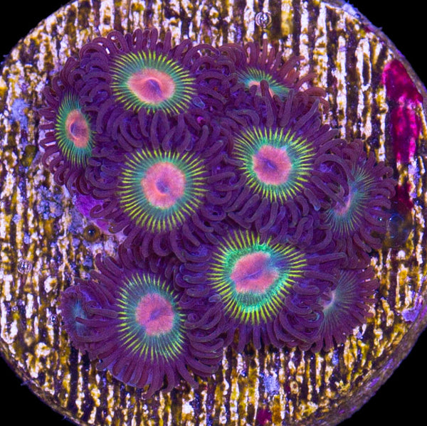 【激レア】Fontaine Parrot Uncut Sheet Red Grid Fontaine Uncut Sheet Playing Cards ULTRA RARE | eBay