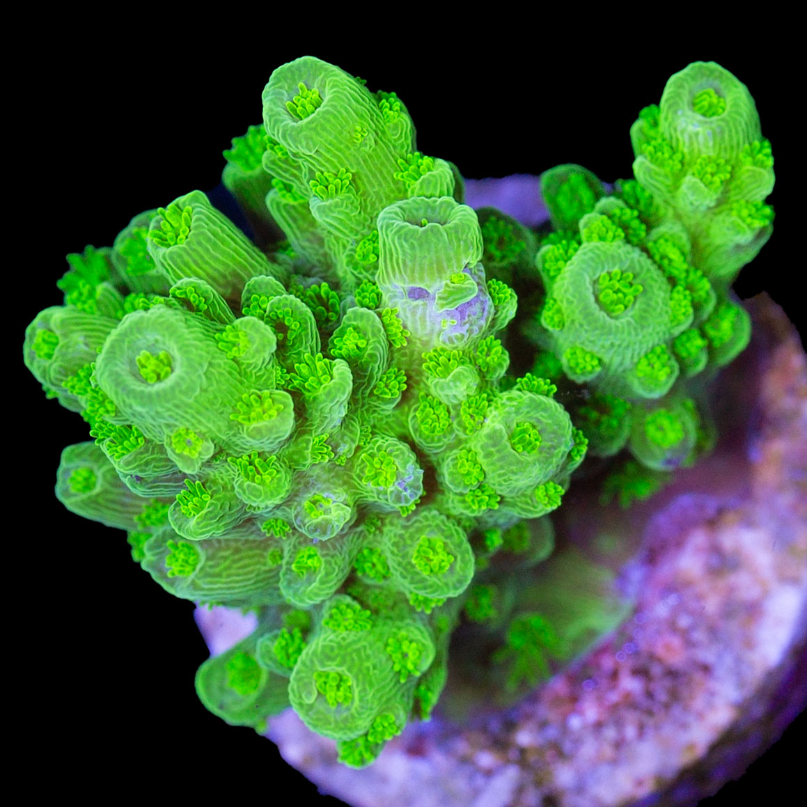 Toxic Green Acropora Coral