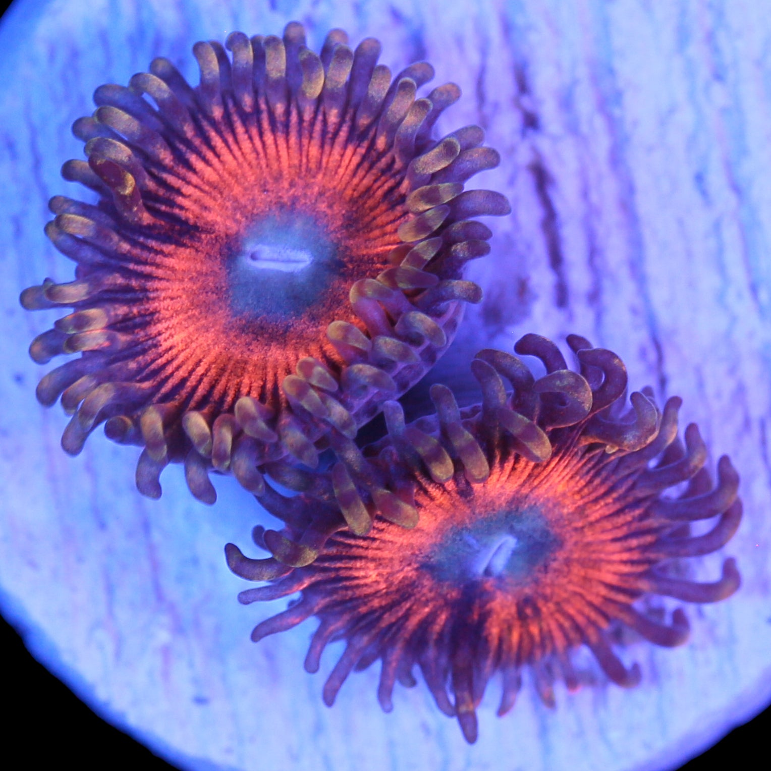 Vivid's Passion Fruit Zoanthids