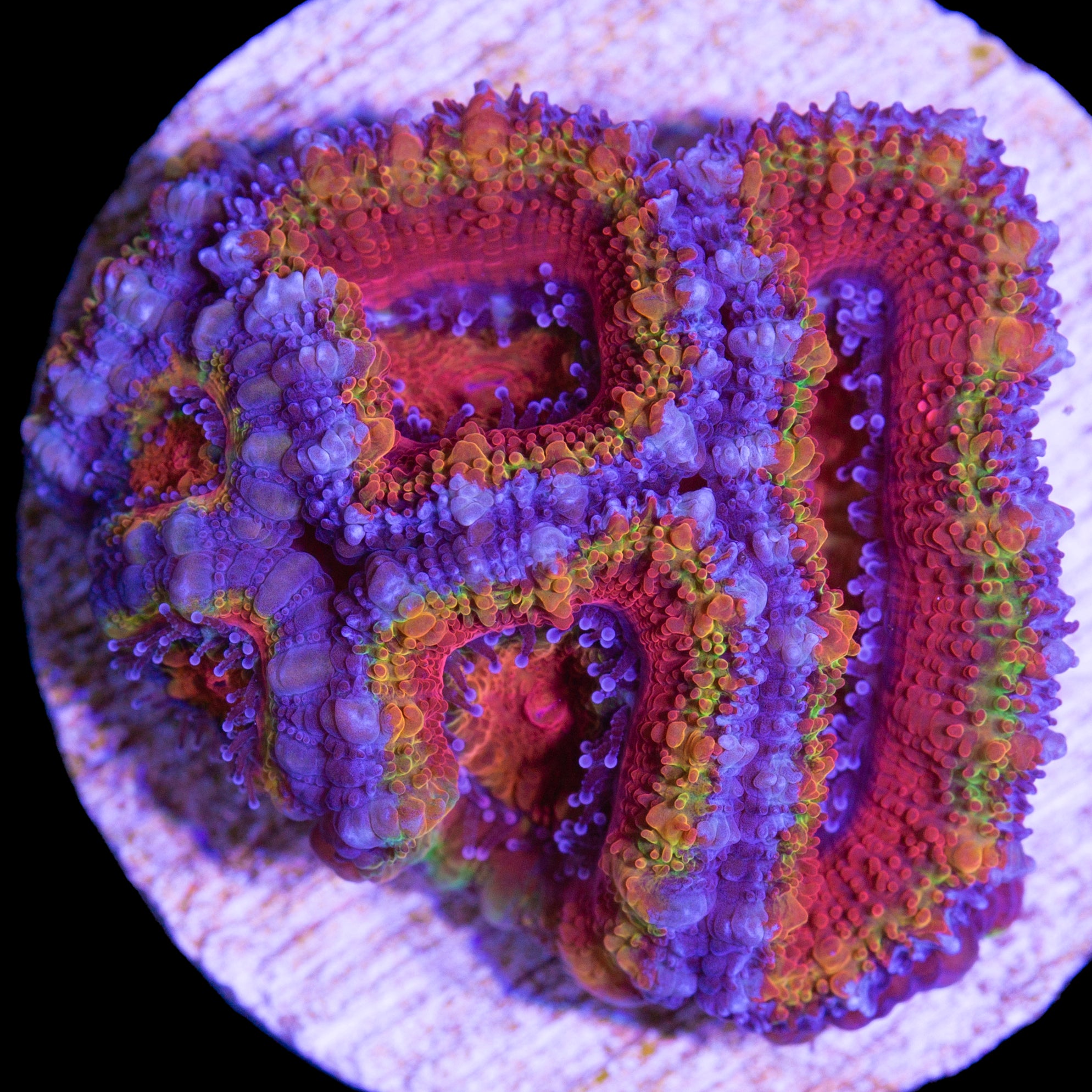 Rainbow Acan Coral