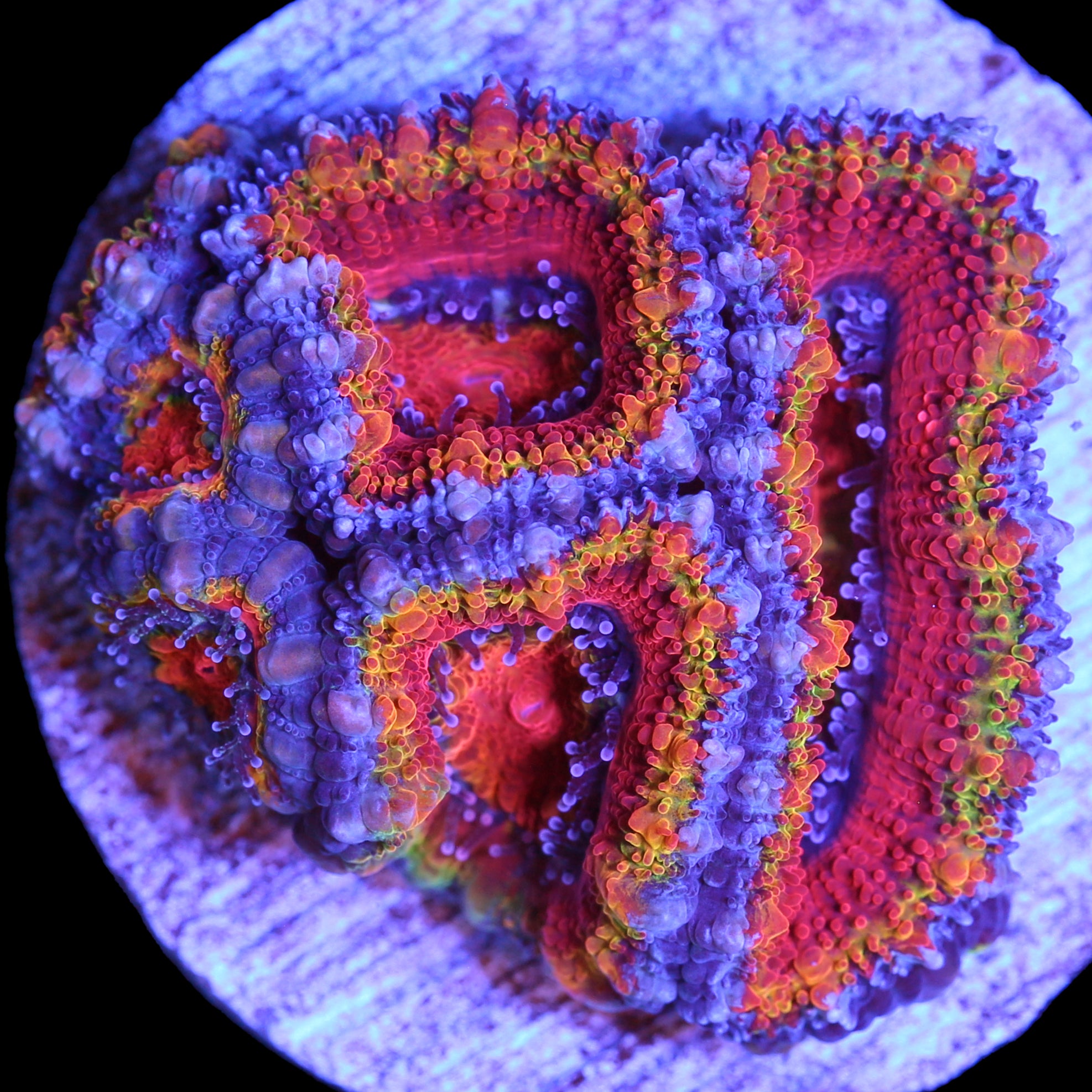 Rainbow Acan Coral