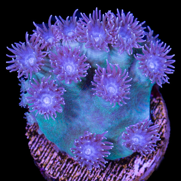 coralcoralページ Pagoda Cup Coral | Buy Live Coral for Sale | Vivid Aquariums