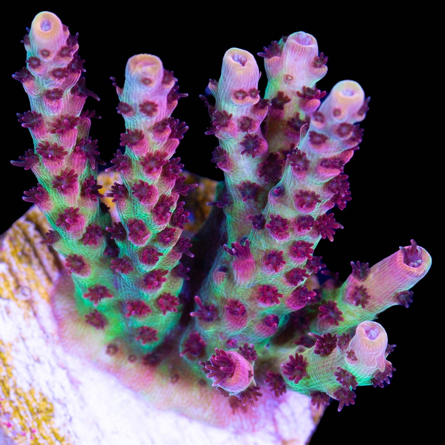 Red Planet Acropora Coral