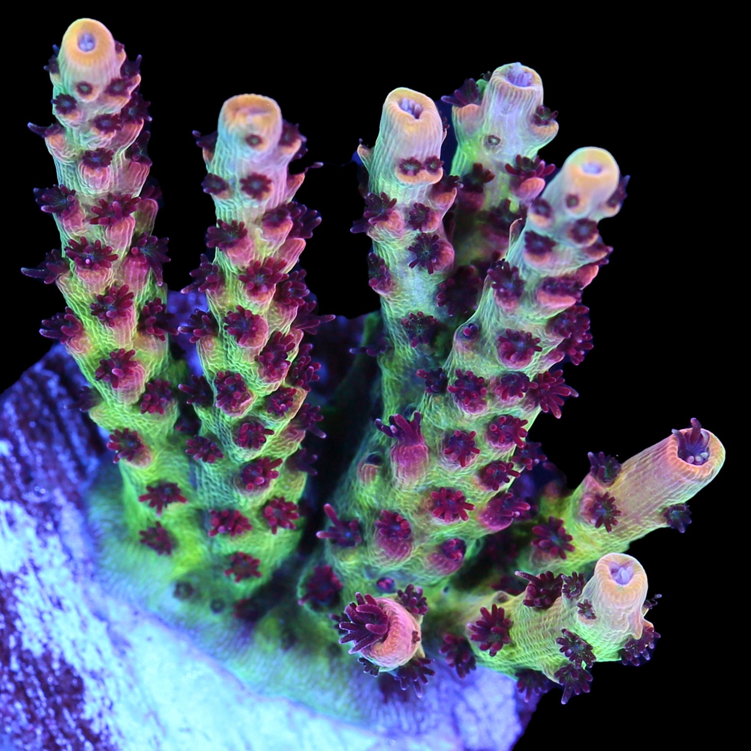 Red Planet Acropora Coral