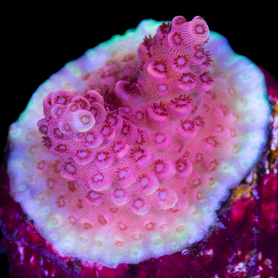 Ultra Red Table Acropora Coral