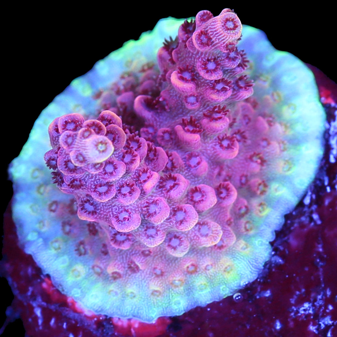 Ultra Red Table Acropora Coral