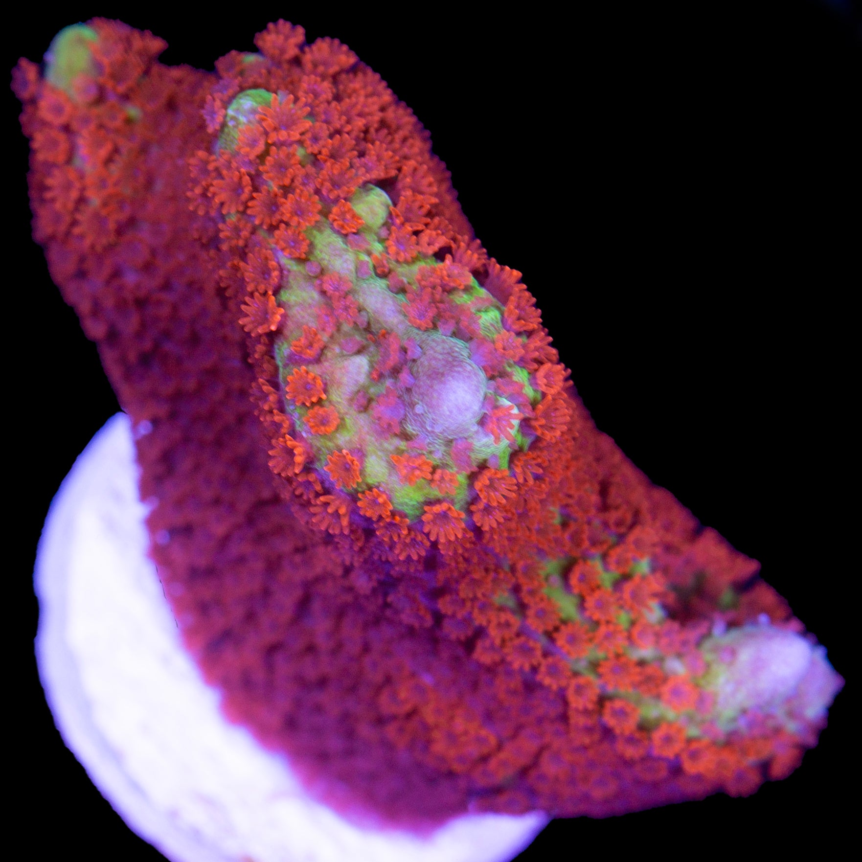 Forest Fire Montipora Digitata Coral