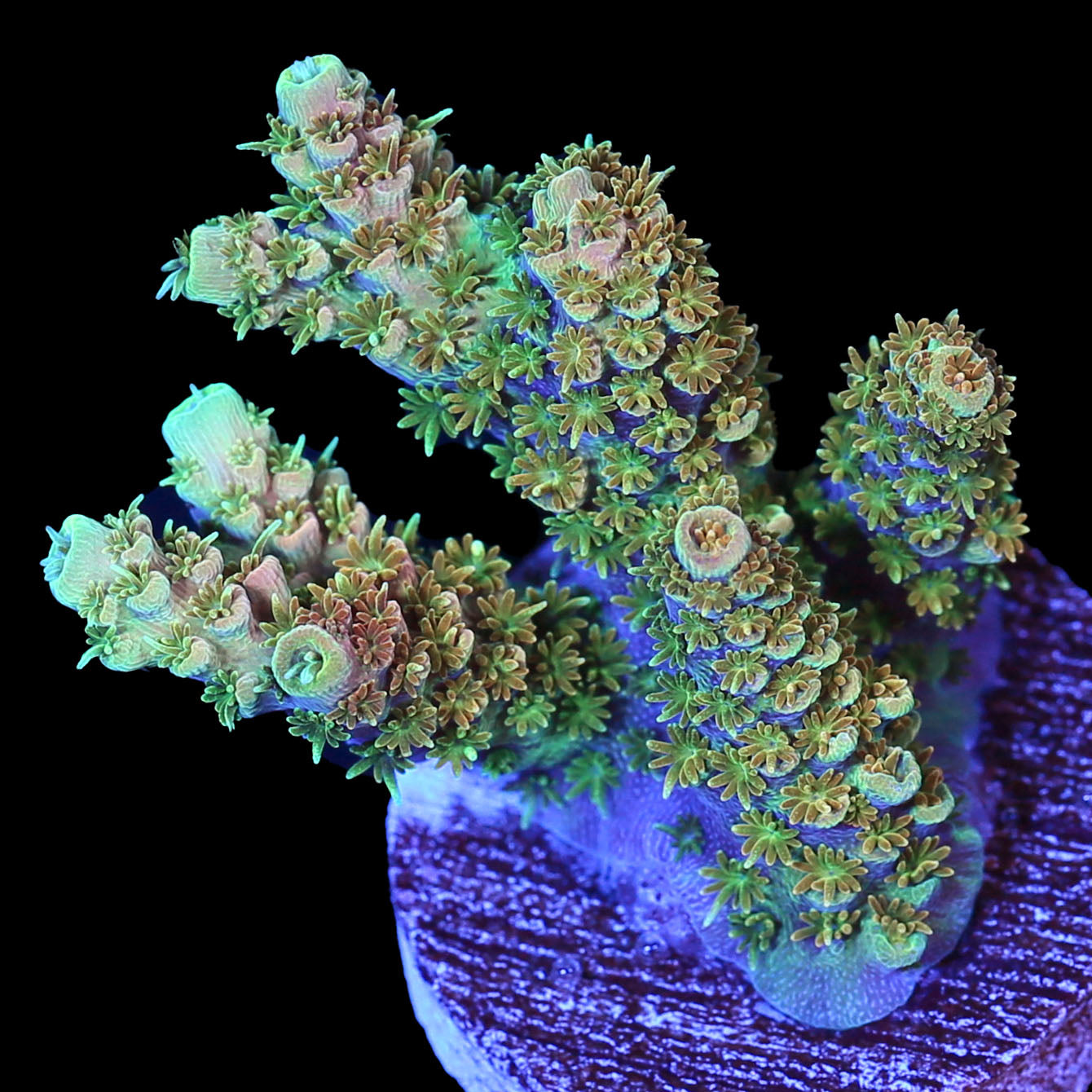 TSA Bill Murray Acropora Coral